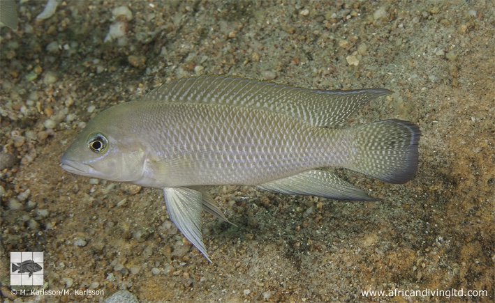 Neolamprologus cf. modestus 'Mtosi Point'